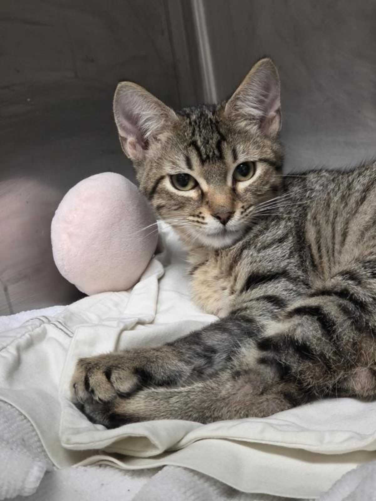 ANTONIA THE TIGER - Domestic Shorthair available for adoption