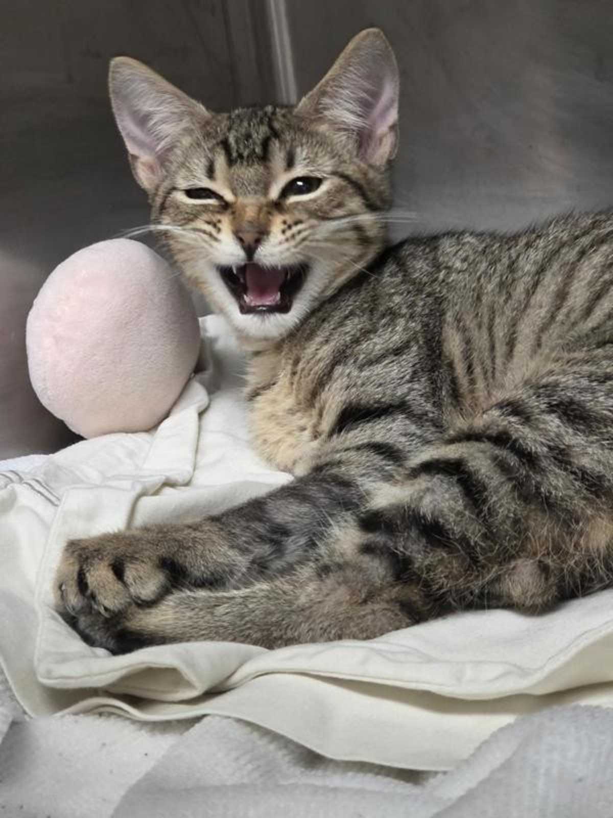 ANTONIA THE TIGER - Domestic Shorthair available for adoption