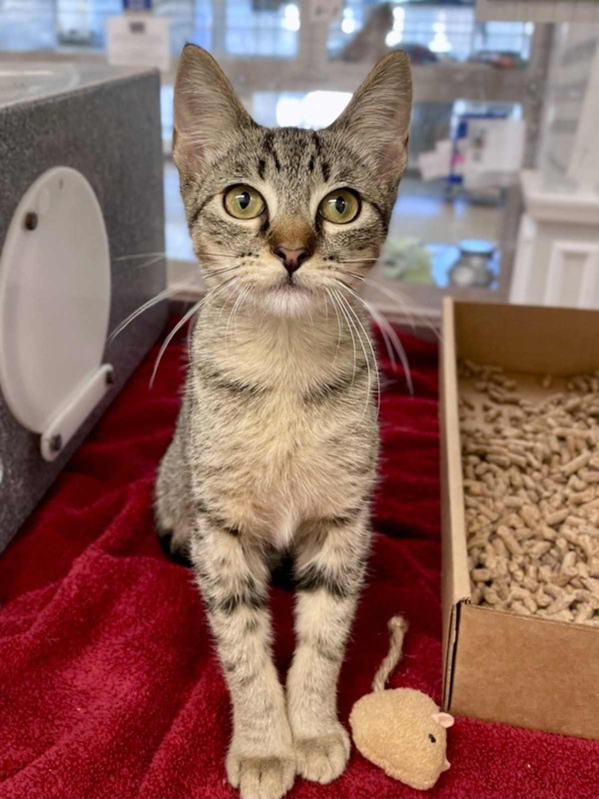 SPRINKLES - Domestic Shorthair available for adoption
