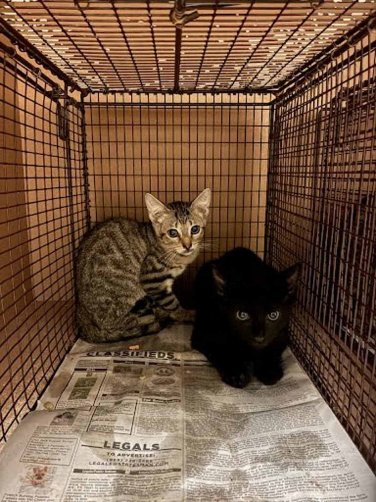 HYDRO - Domestic Shorthair available for adoption