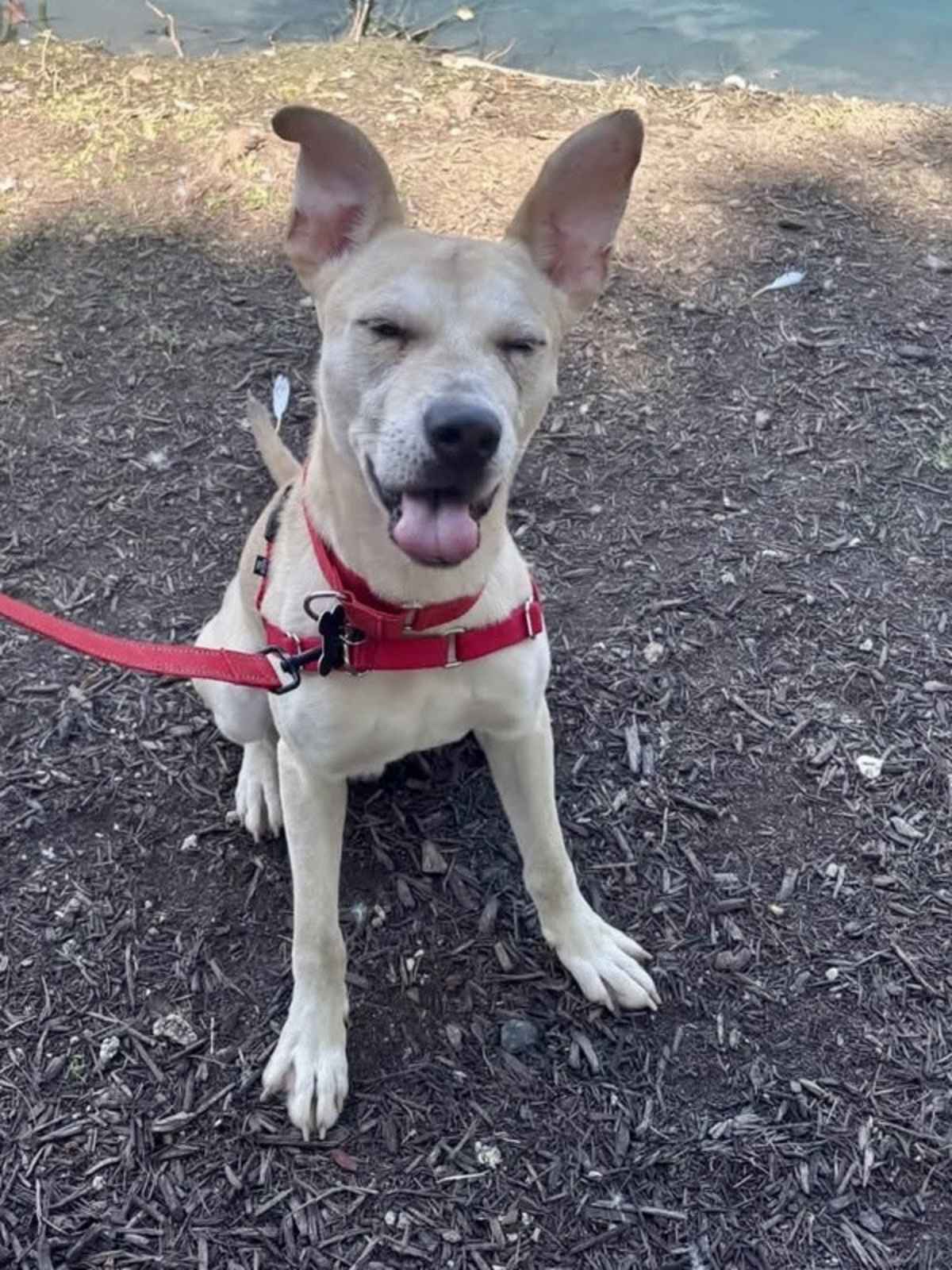 TUCKER - Carolina Dog available for adoption