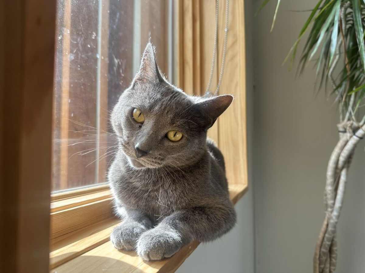 GHOST - Domestic Shorthair available for adoption