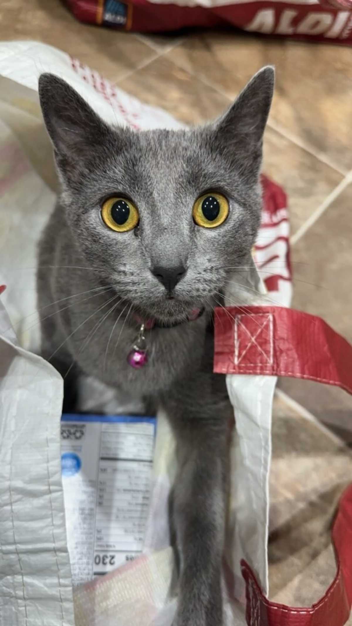 GHOST - Domestic Shorthair available for adoption