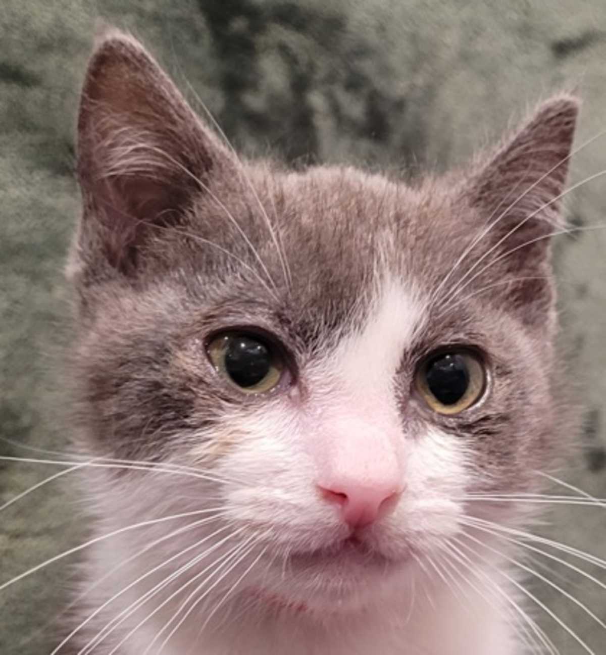 BABY BELL - Domestic Shorthair available for adoption