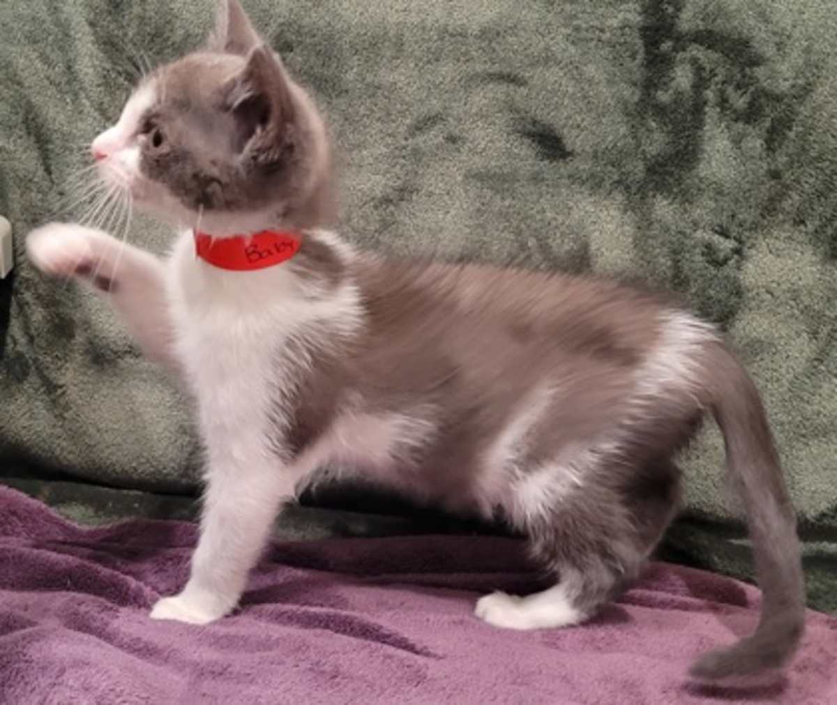 BABY BELL - Domestic Shorthair available for adoption
