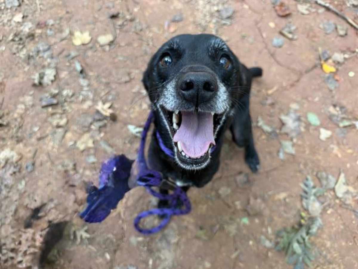 BALI - Labrador Retriever available for adoption