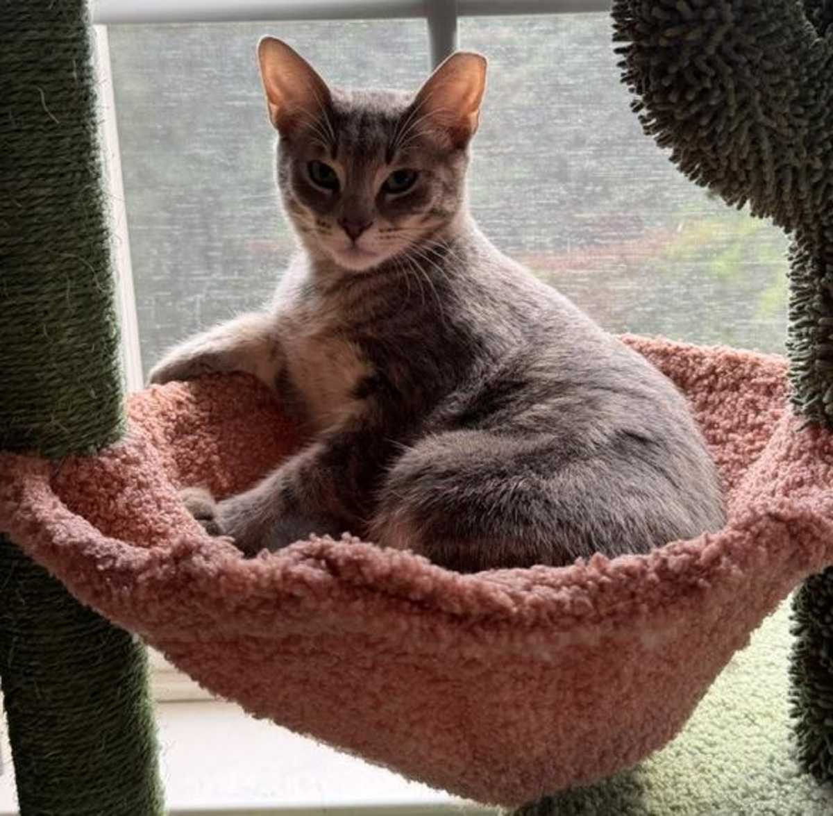 FRANKIE FETTUCCINE - Domestic Shorthair for adoption in Charlotte