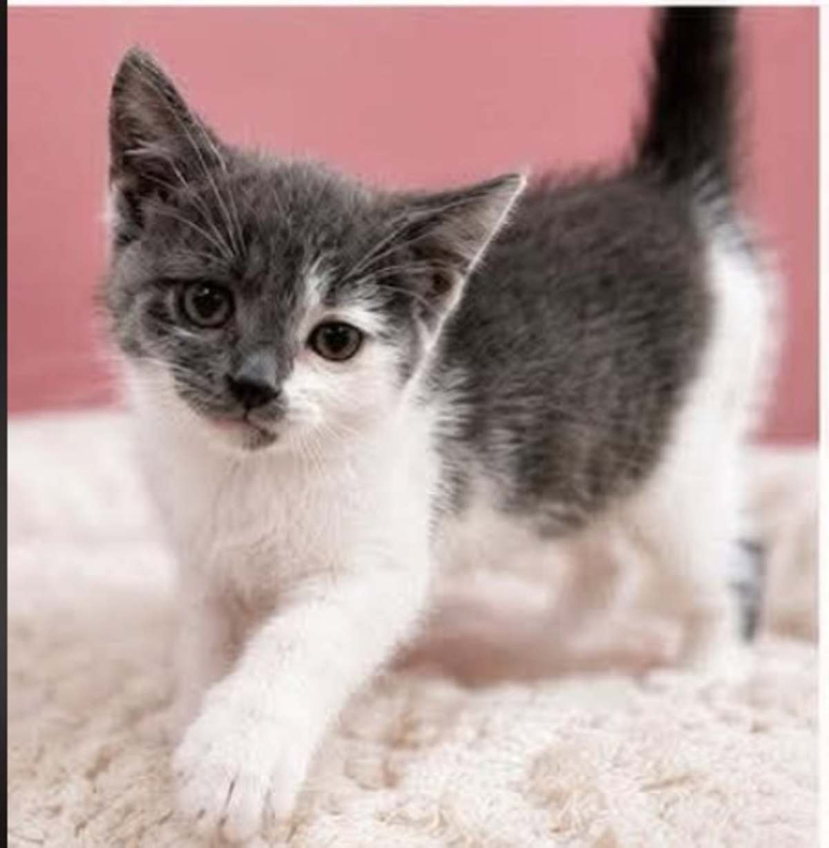 HARVEY DENT - Domestic Shorthair for adoption in Naperville