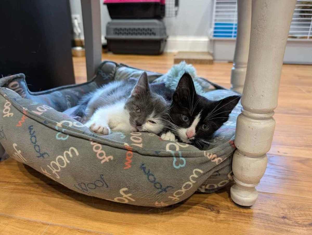 HARVEY DENT - Domestic Shorthair available for adoption
