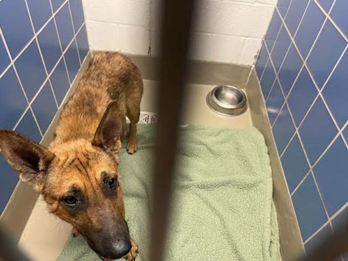 SUKI - German Shepherd Dog available for adoption