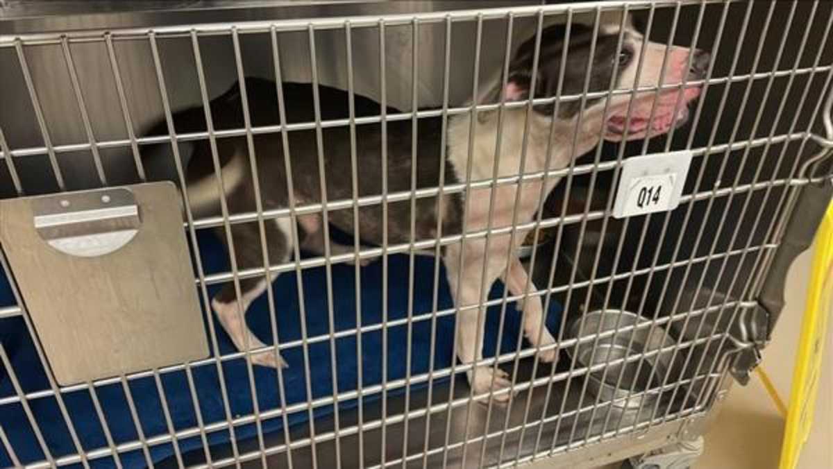 WINSTON - American Pit Bull Terrier available for adoption