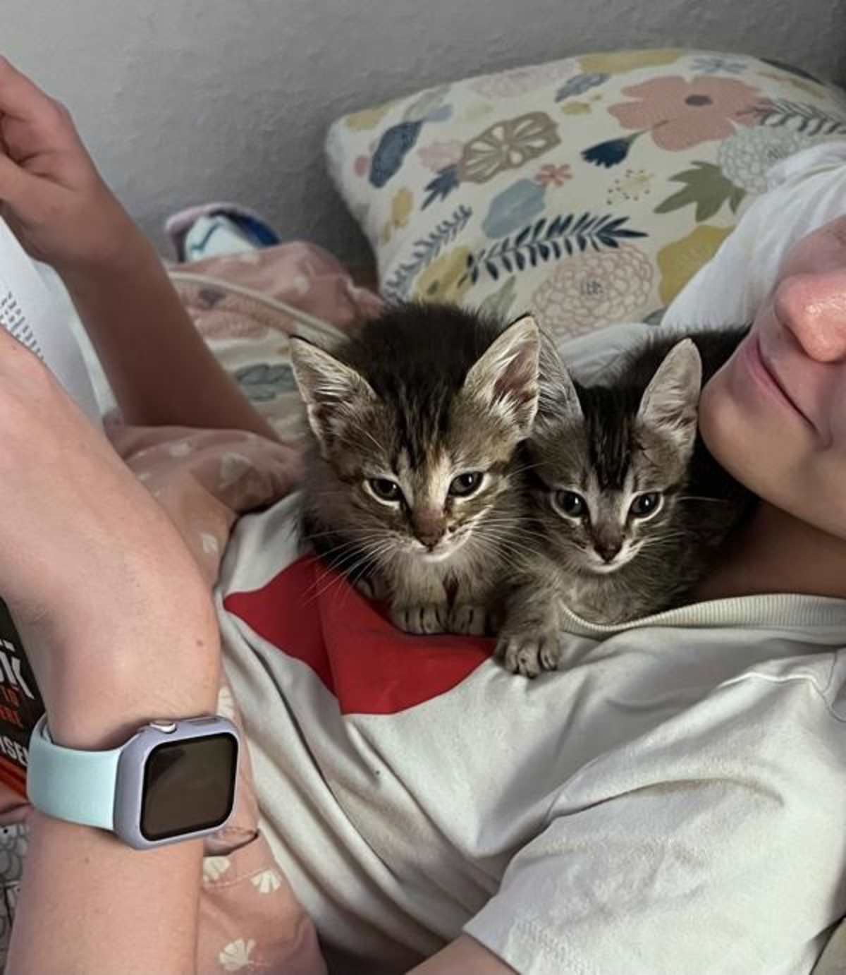 PRIM - Domestic Shorthair available for adoption