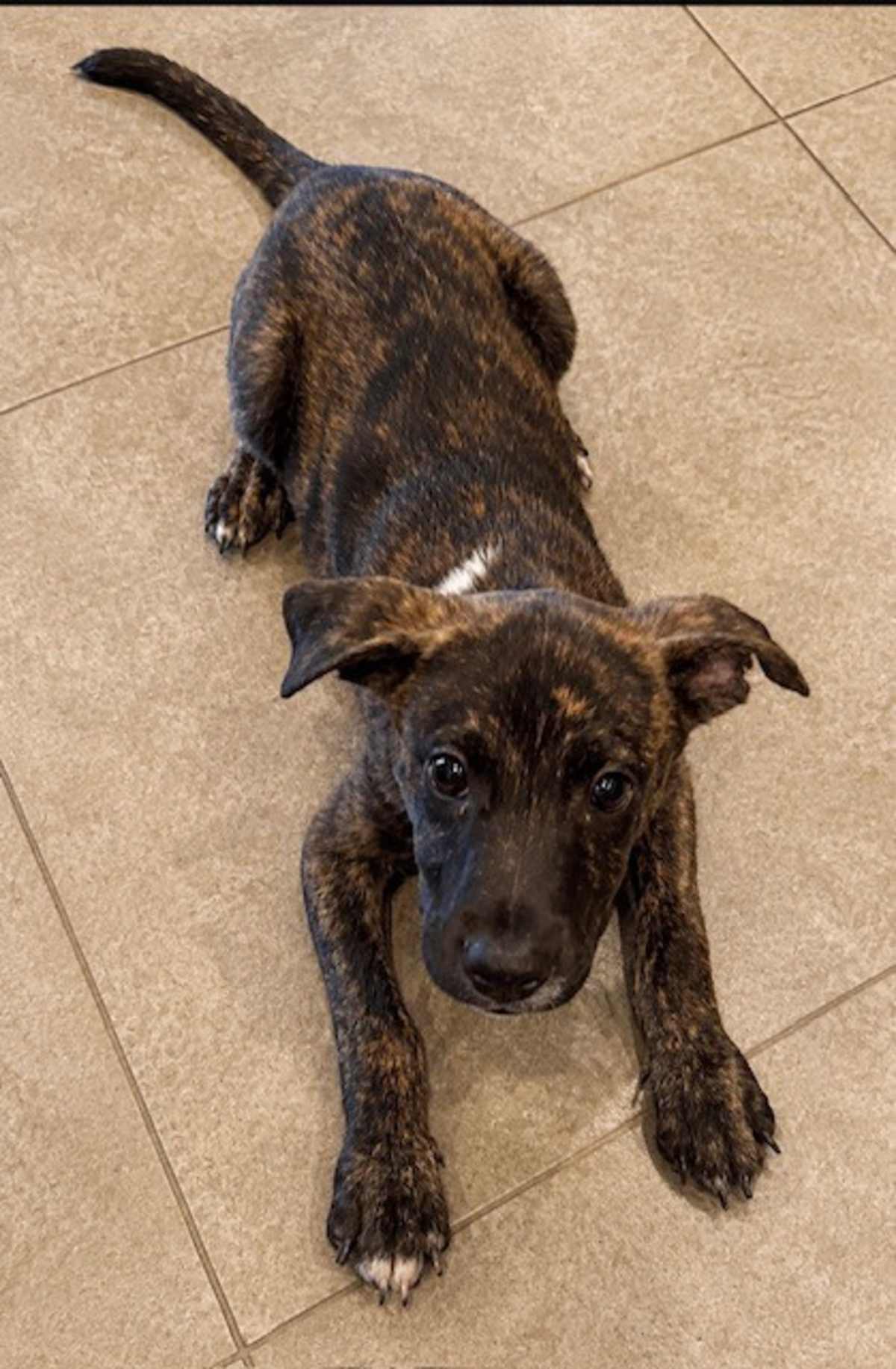 NIBBLE BITS~MEET ME! - Catahoula Leopard Dog / Boxer available for adoption