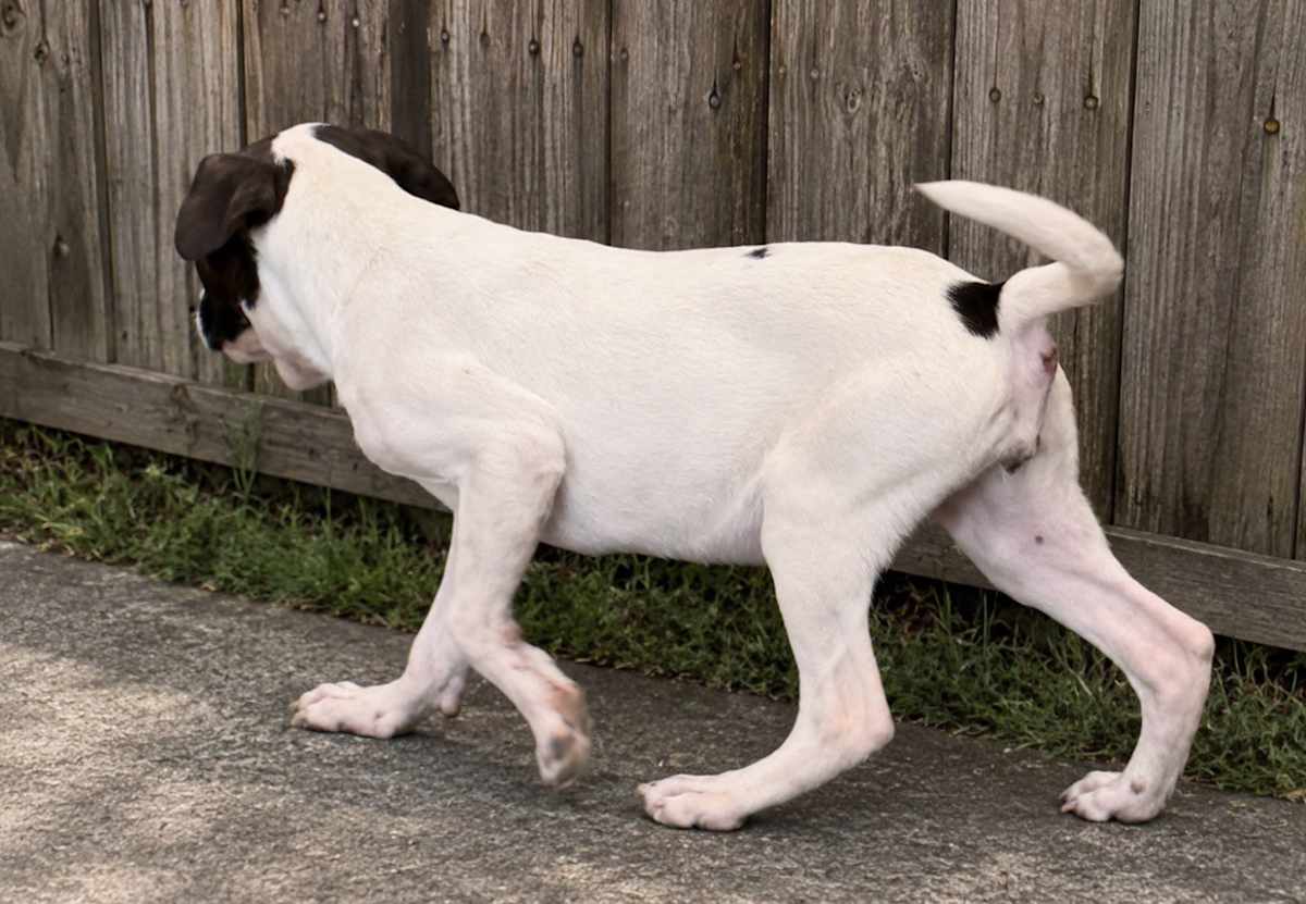 WILMA~MEET ME! - Pointer / Labrador Retriever available for adoption