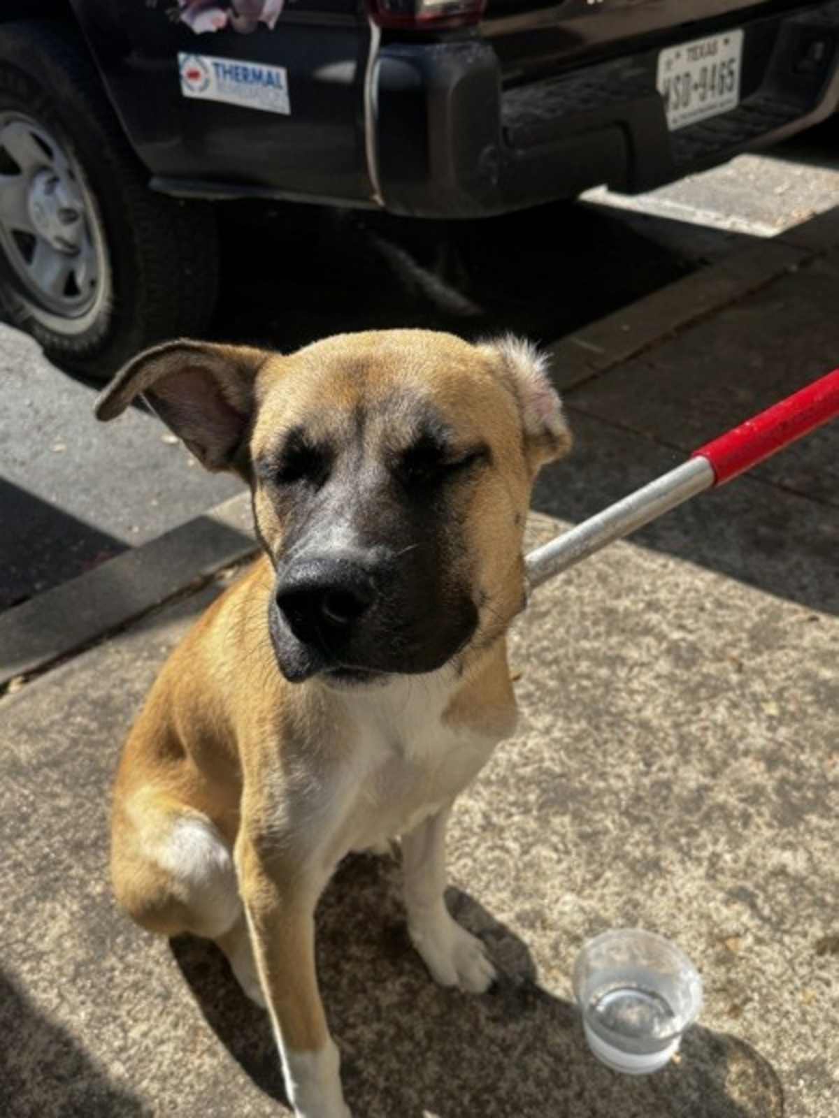 ALIDORO - German Shepherd Dog available for adoption