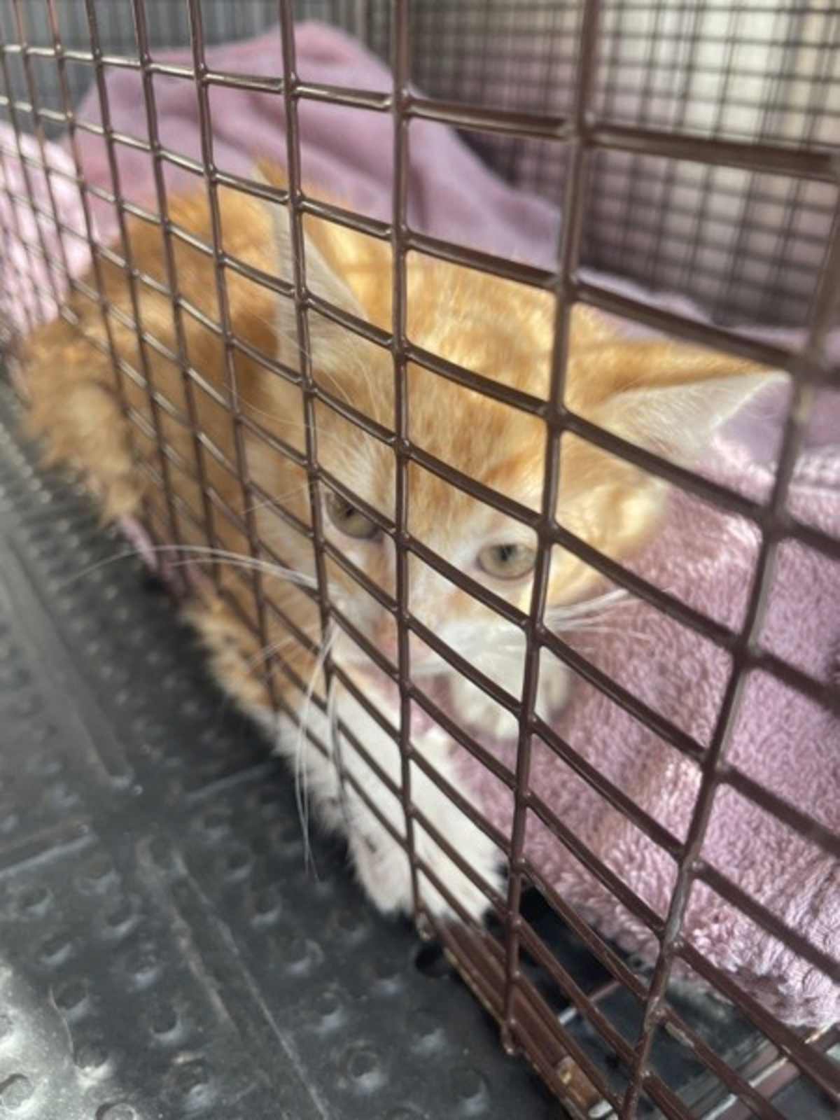 LA'MARCUS - Domestic Shorthair available for adoption