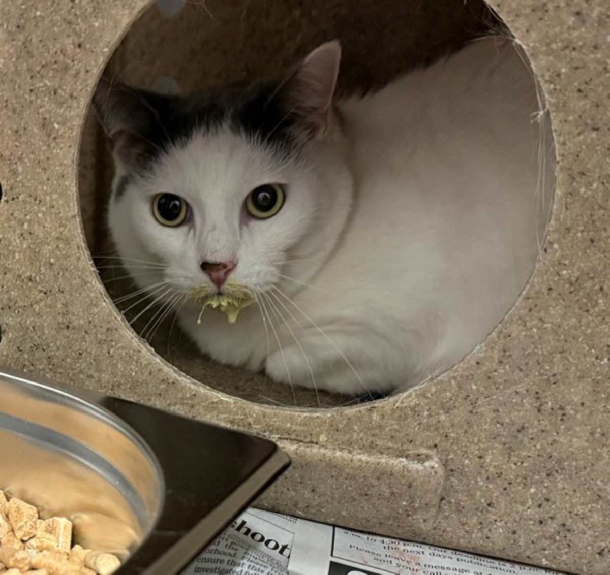 SNOWBALL - Domestic Shorthair for adoption in Roanoke