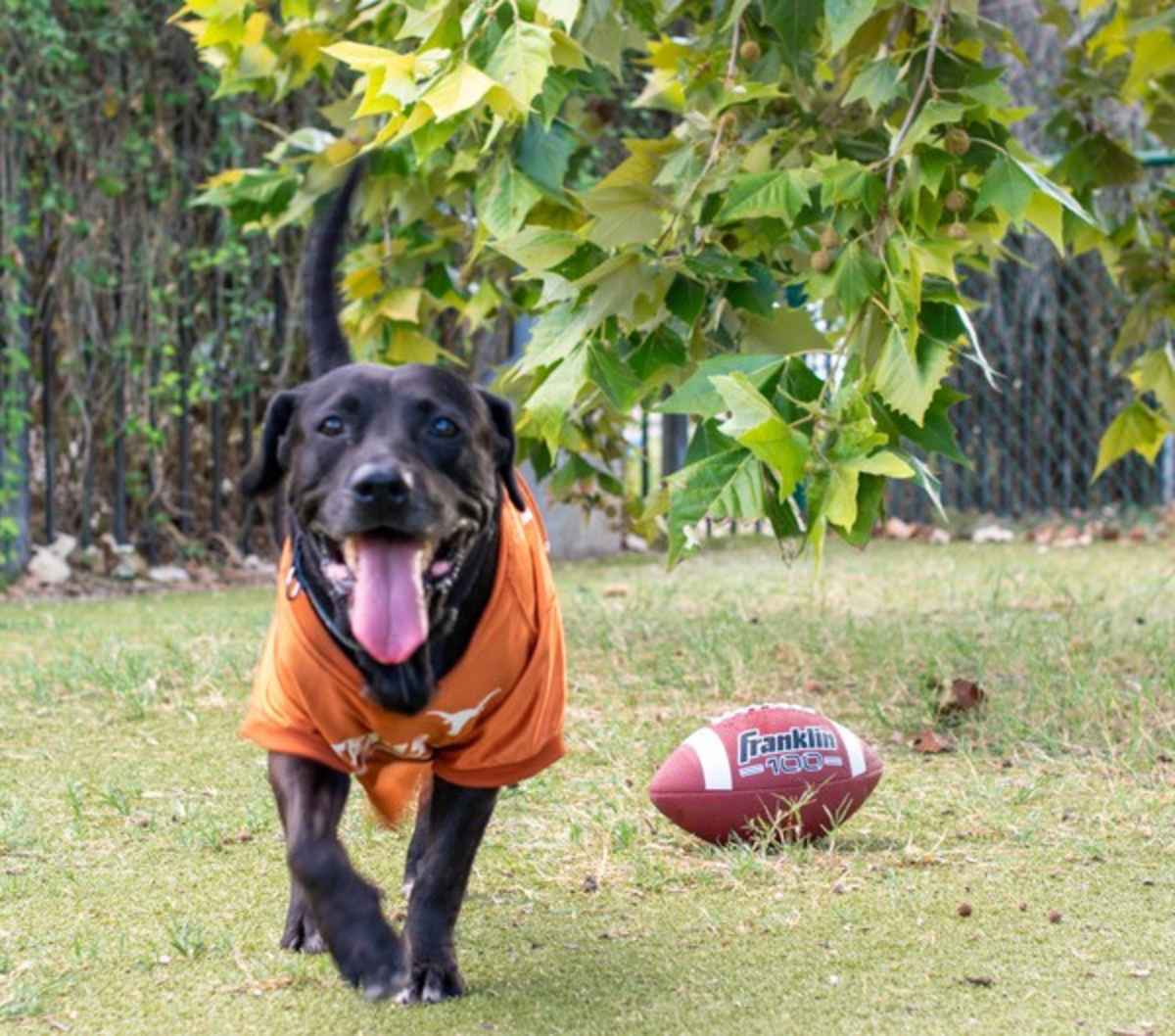 JAY JAY - Labrador Retriever / Flat-Coated Retriever available for adoption