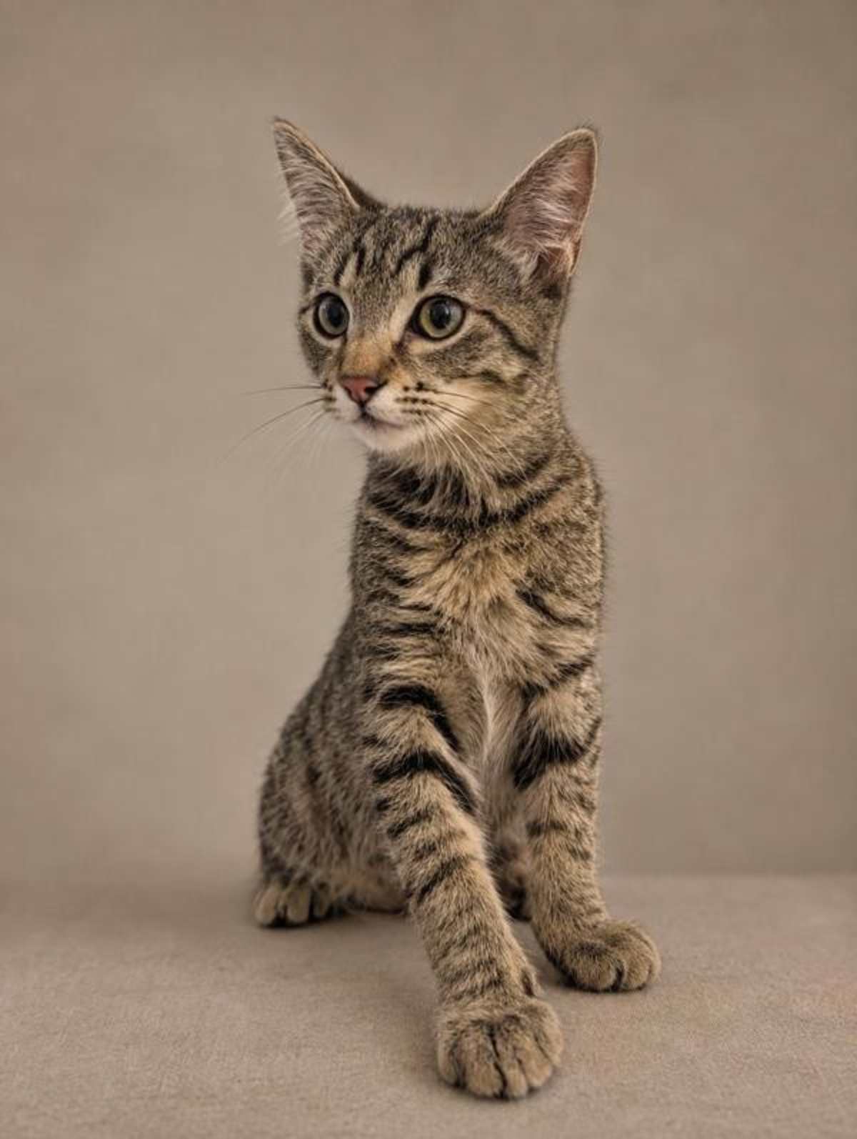 32102 - Domestic Shorthair available for adoption