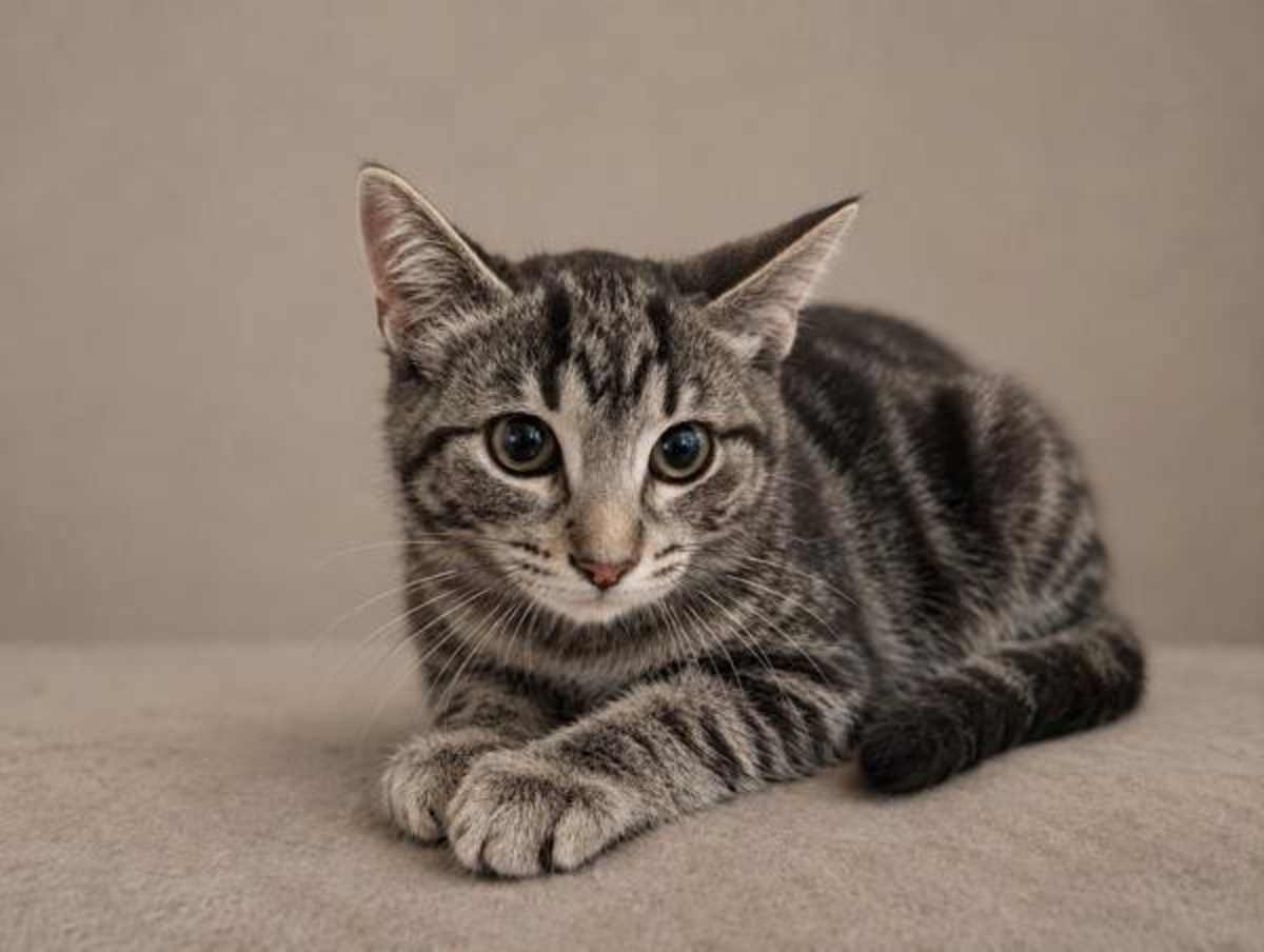 32101 - Domestic Shorthair available for adoption