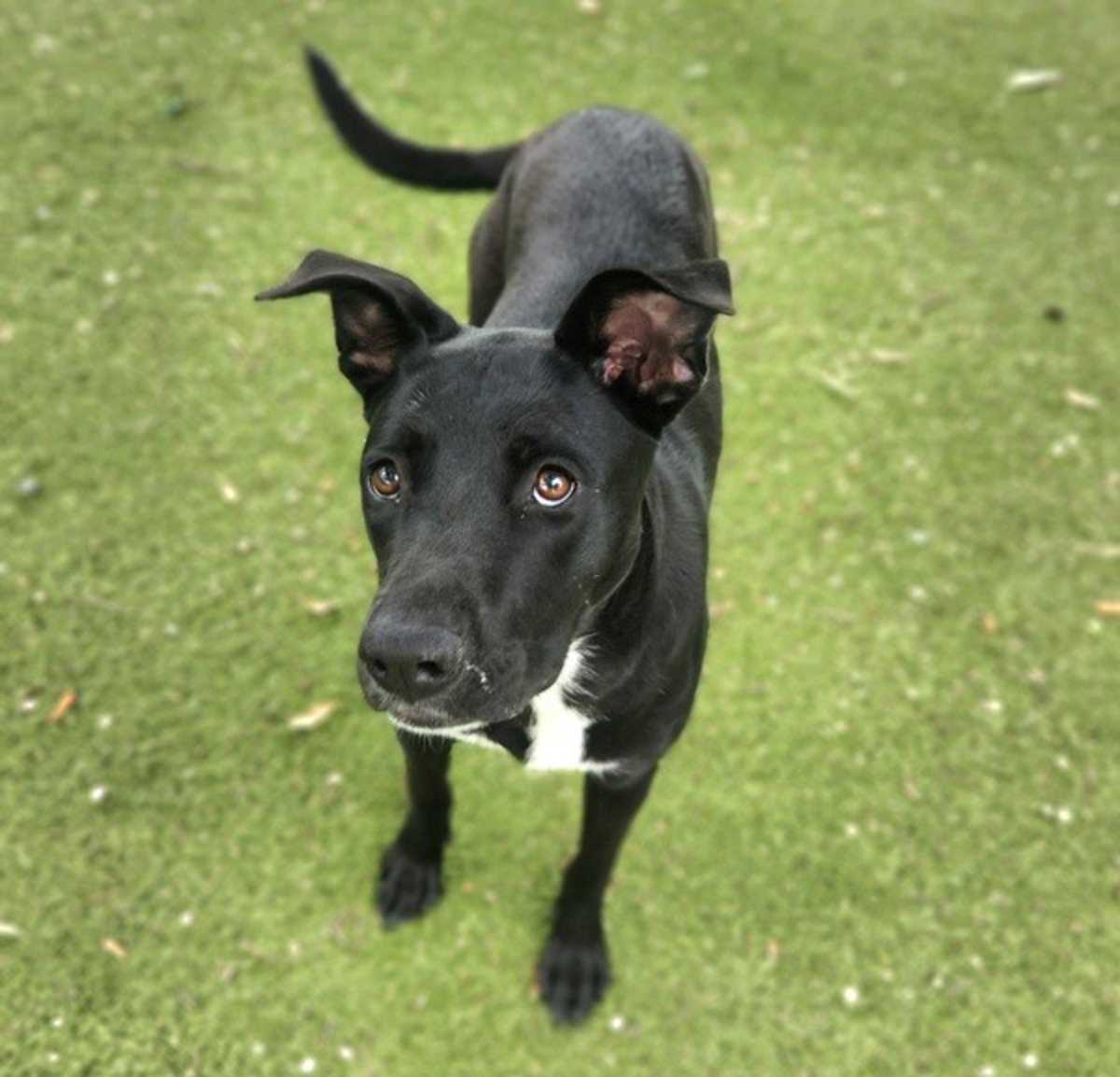 AUTUMN - Labrador Retriever available for adoption