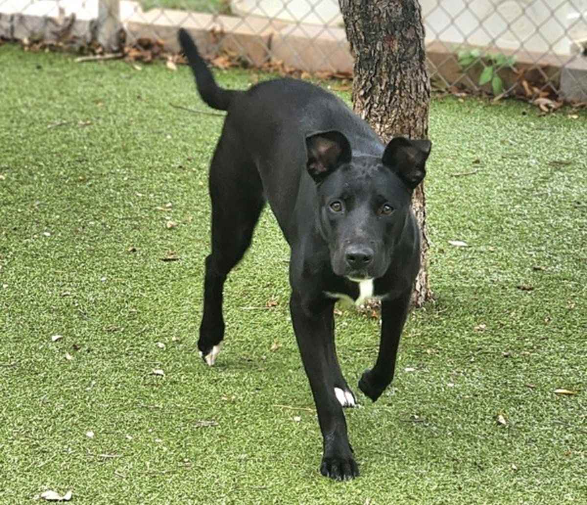 AUTUMN - Labrador Retriever available for adoption