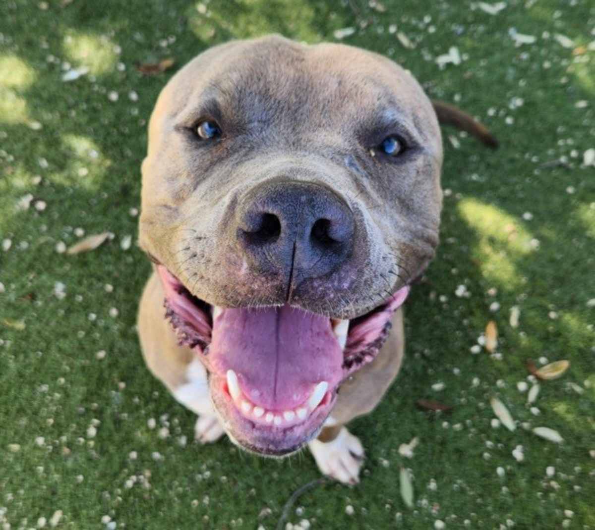 NEBULA - American Pit Bull Terrier available for adoption