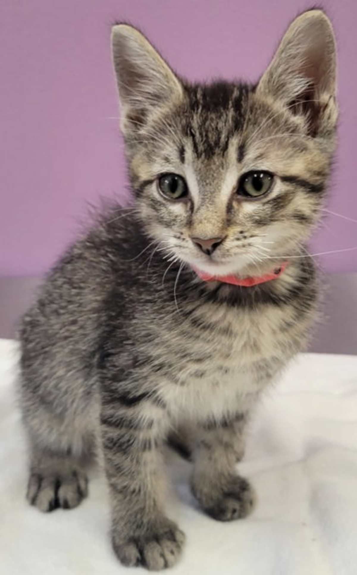 CINNAMON - Domestic Shorthair available for adoption