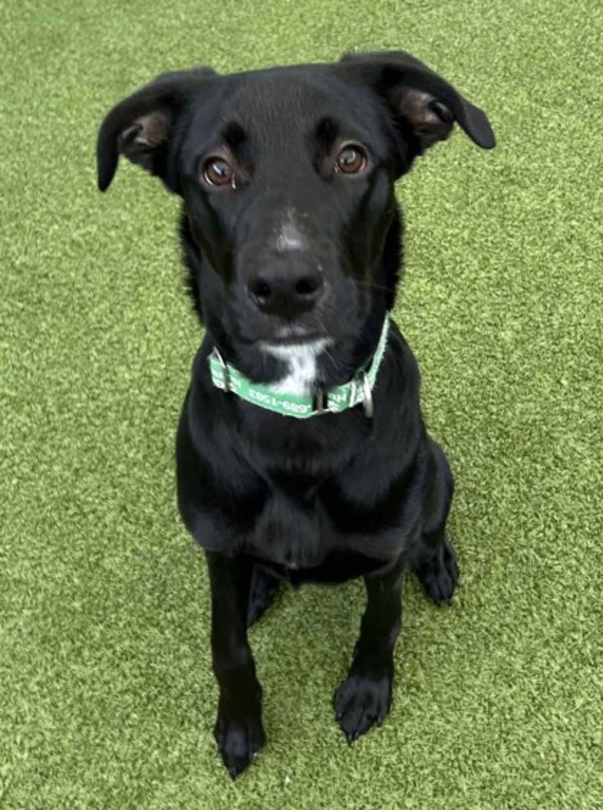 BLACKHAWK - Labrador Retriever / German Shepherd Dog available for adoption