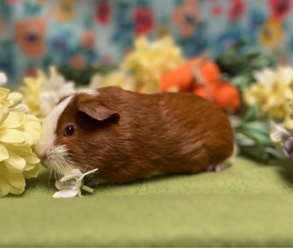 CHIFFON - Guinea Pig available for adoption