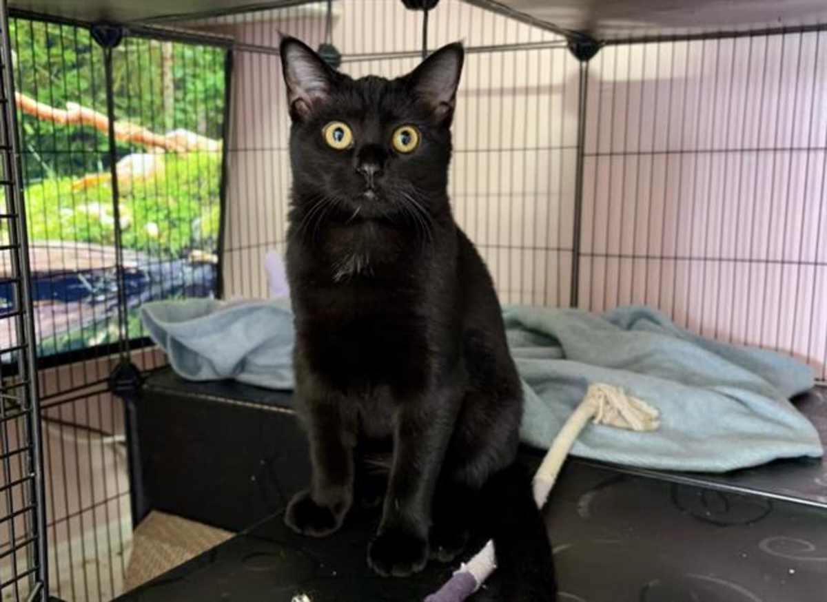 PEPPER - Domestic Shorthair available for adoption