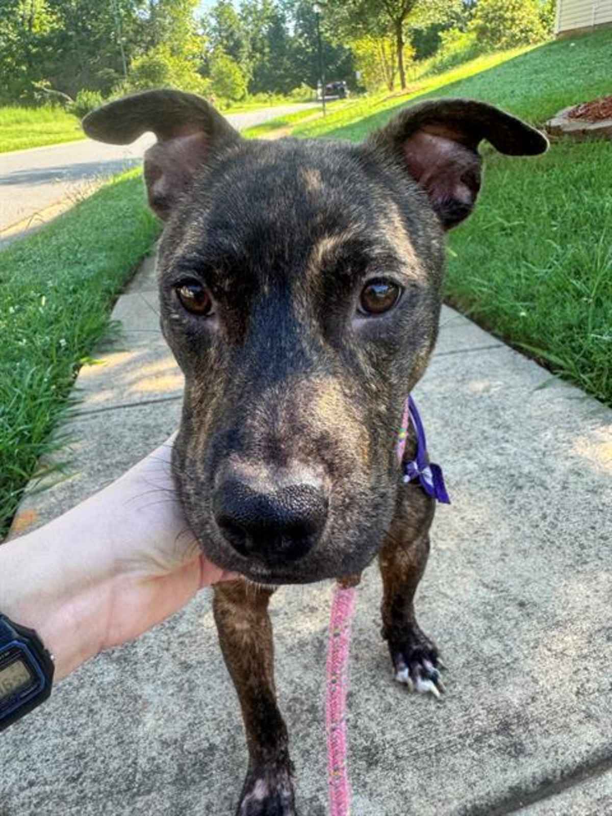 TIGRA - American Pit Bull Terrier available for adoption