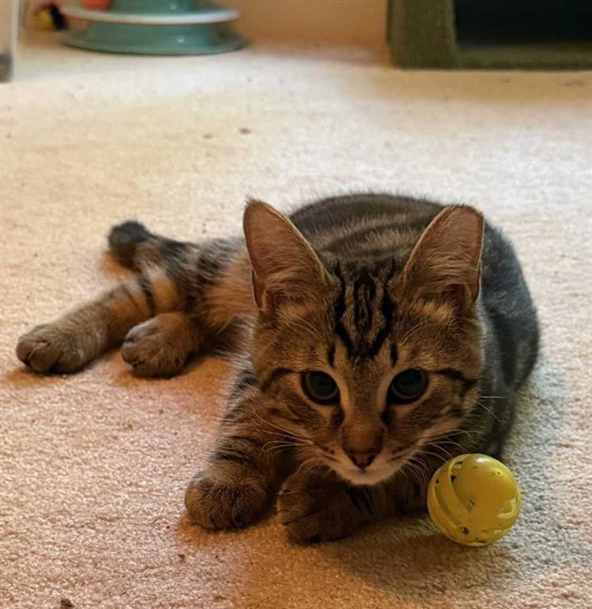TONY RIGATONI - Domestic Shorthair for adoption in Charlotte