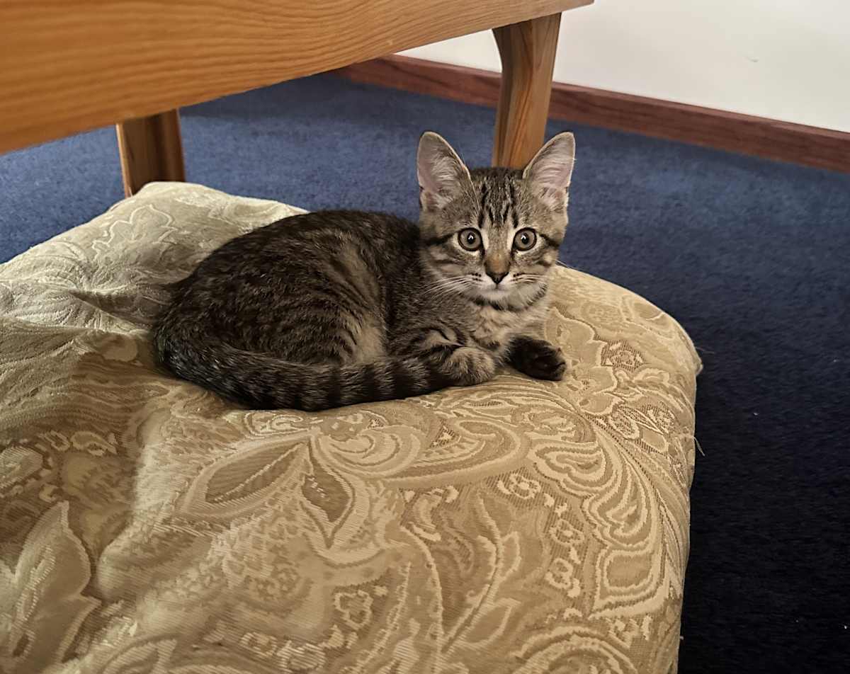 ZYM - Domestic Mediumhair for adoption in Naperville
