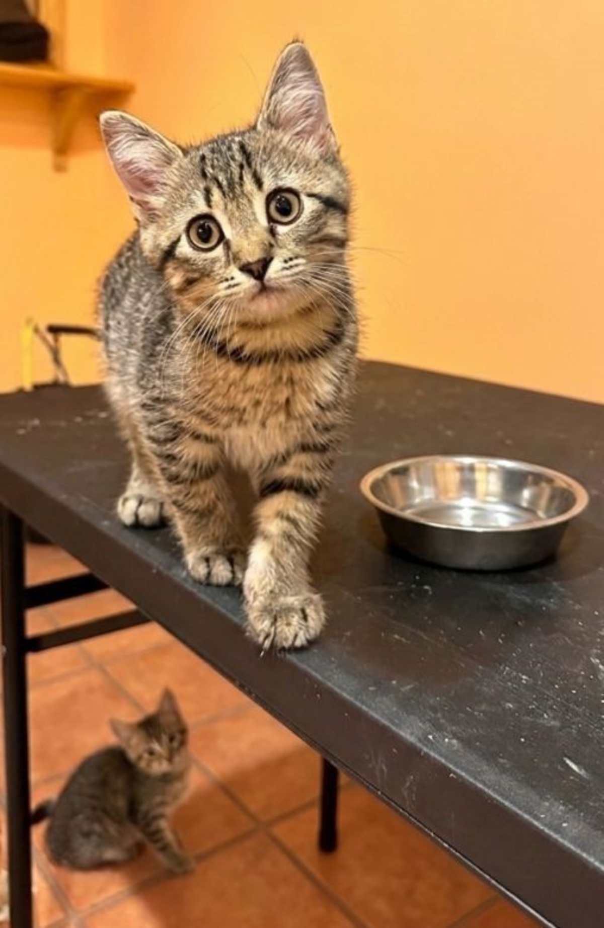 ZYM - Domestic Mediumhair available for adoption