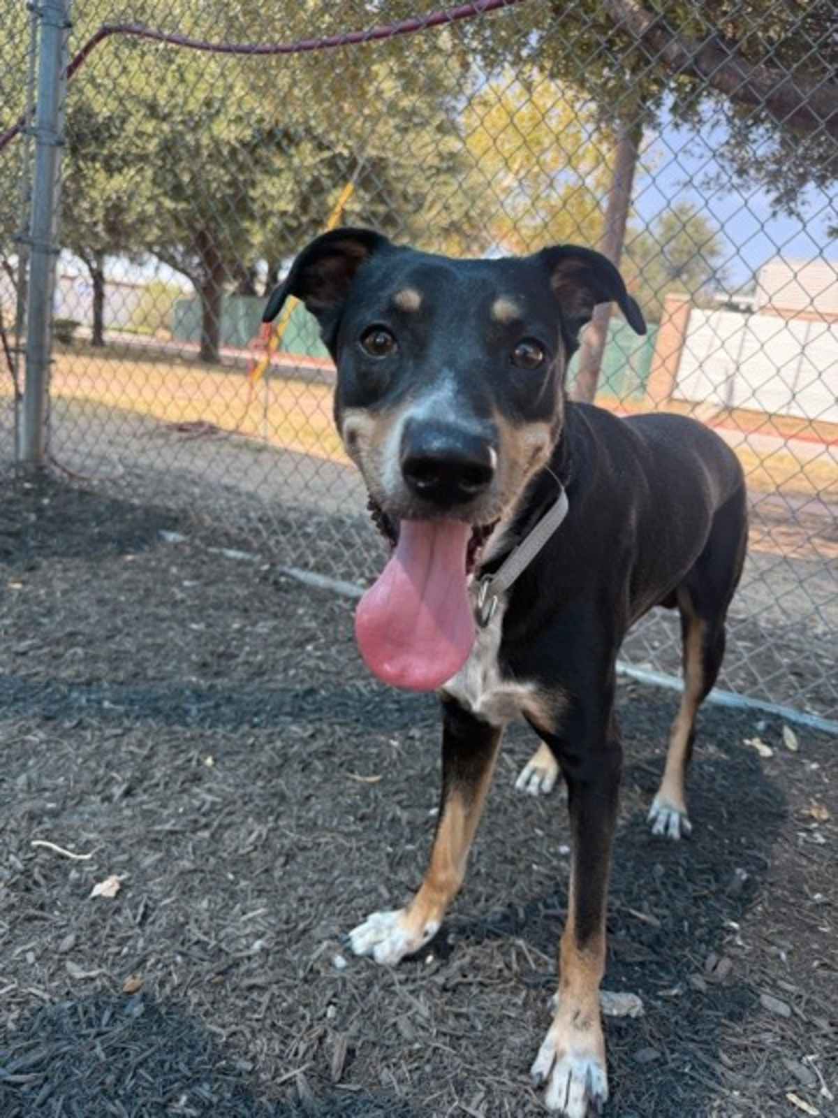 GUNNER - Border Collie available for adoption