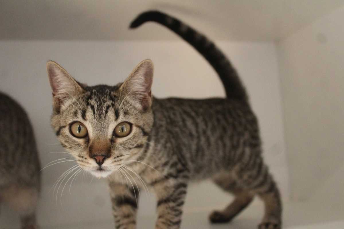 CHEECH - Domestic Shorthair available for adoption