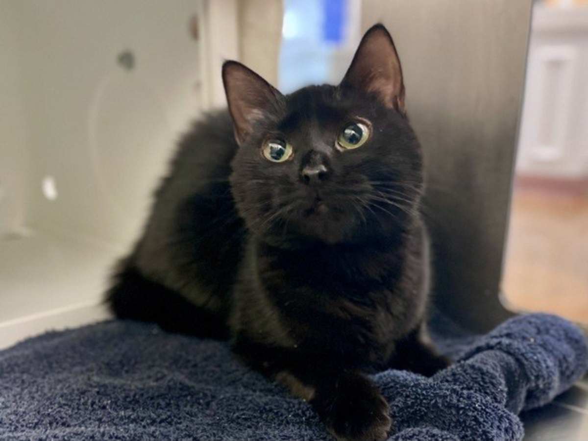 LOLA - Scottish Fold available for adoption