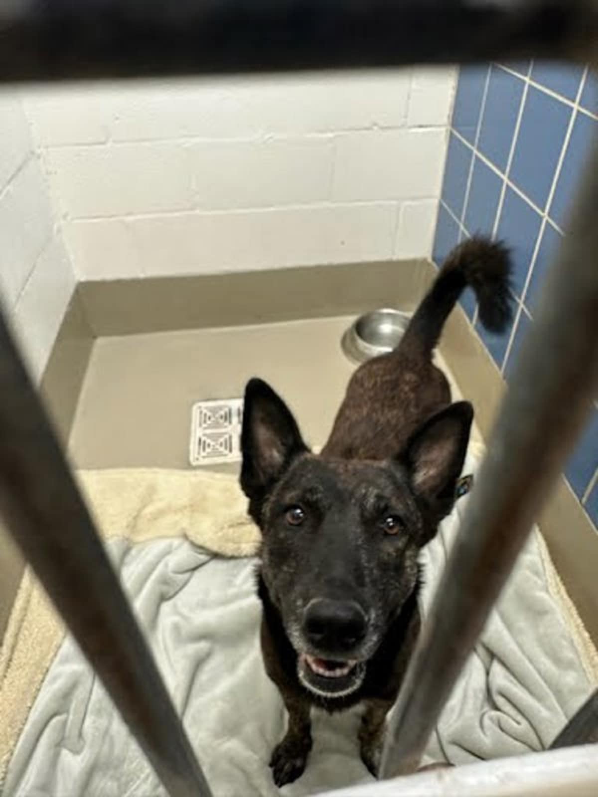 DAISY - German Shepherd Dog available for adoption