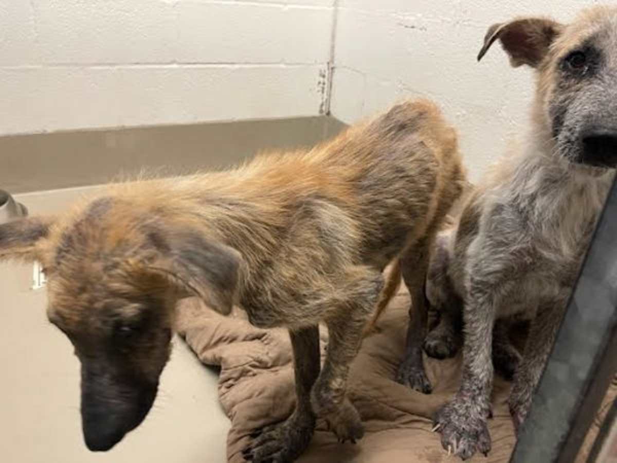 ARGOS - German Shepherd Dog available for adoption