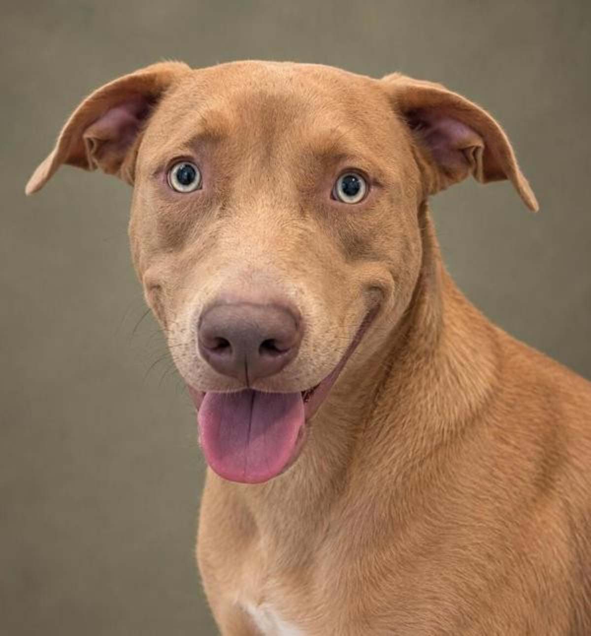 BUMPER - Labrador Retriever available for adoption