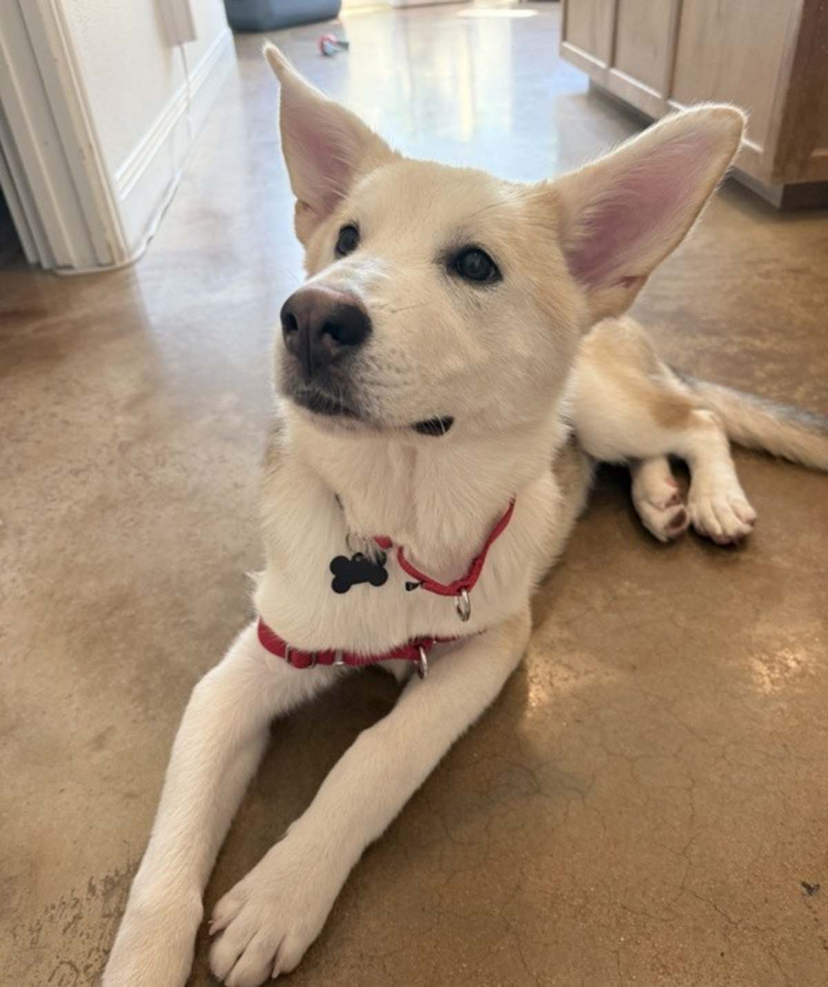 DUCKY - Siberian Husky available for adoption