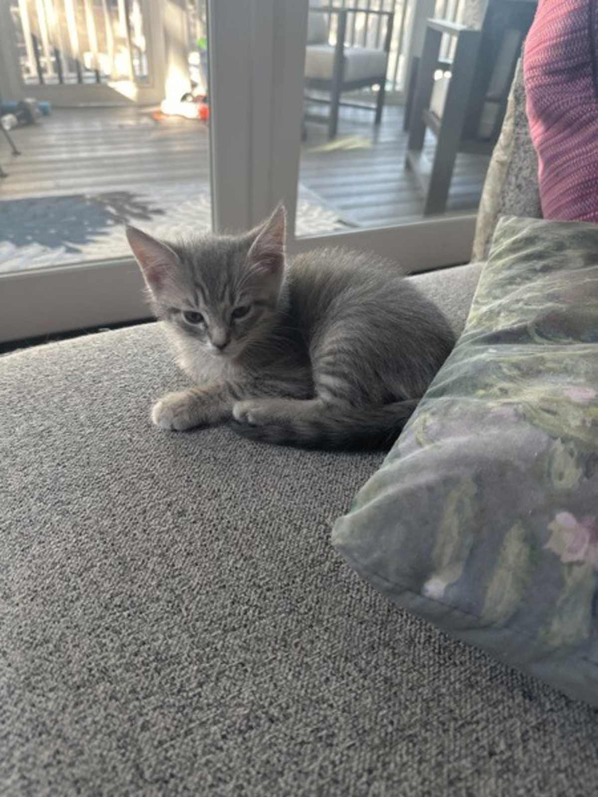 COMET - Domestic Shorthair available for adoption