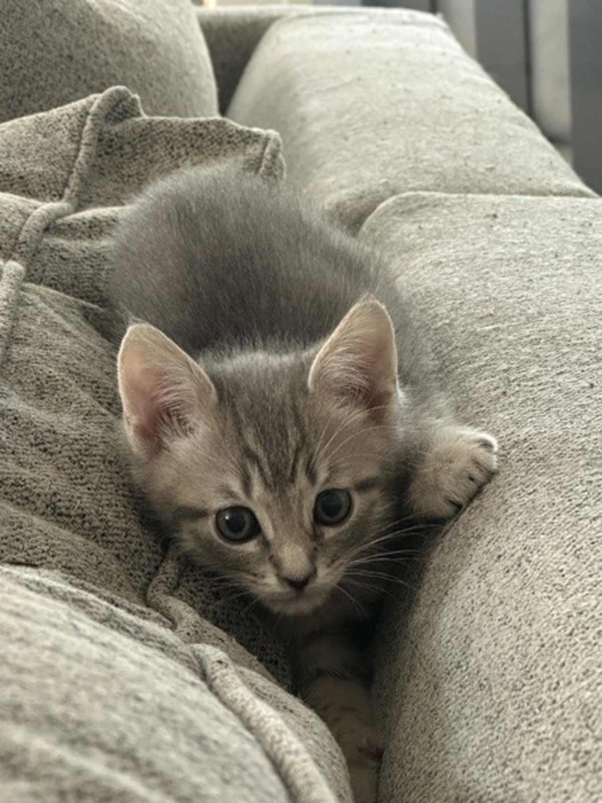 COMET - Domestic Shorthair available for adoption