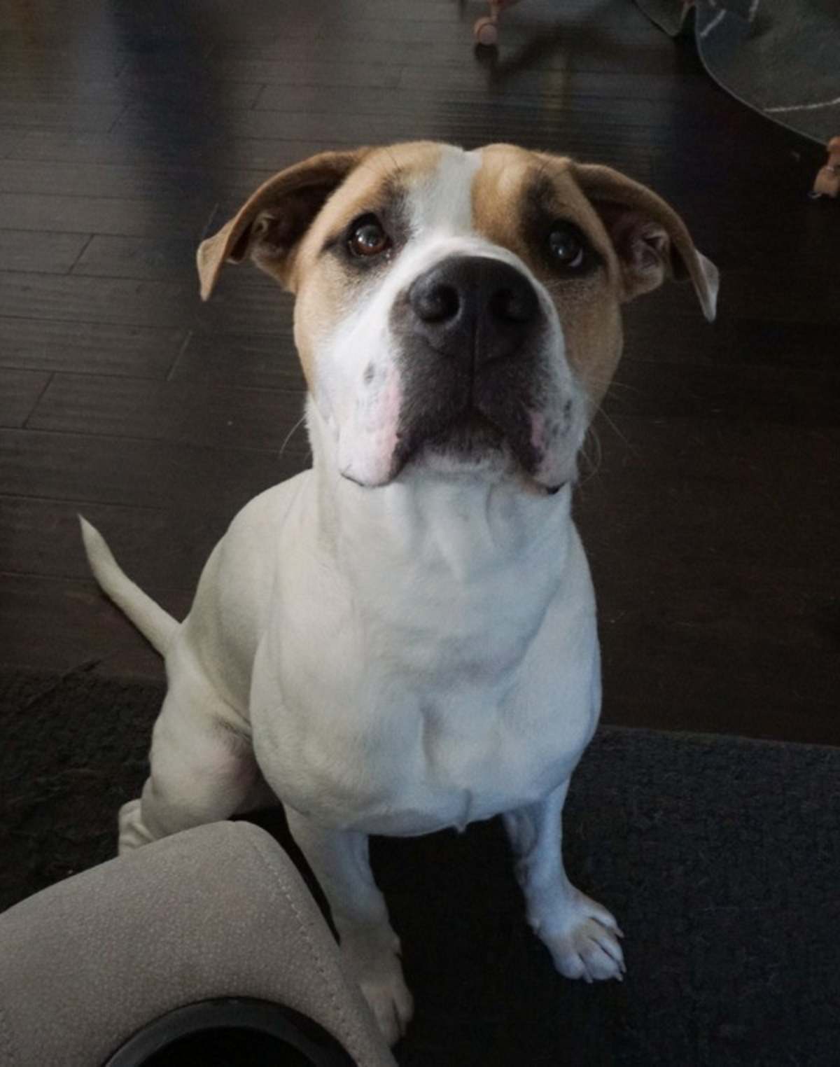 GUS - Boxer / American Pit Bull Terrier available for adoption