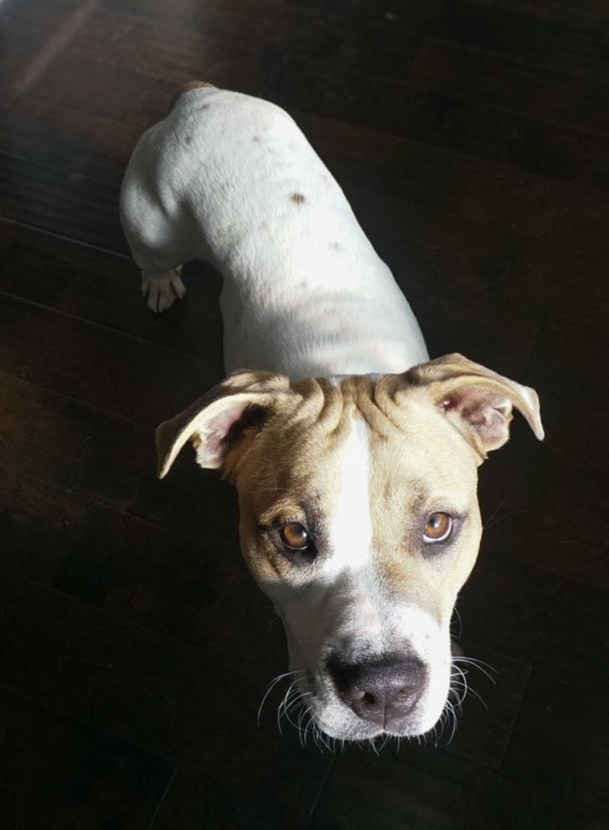 GUS - Boxer / American Pit Bull Terrier available for adoption