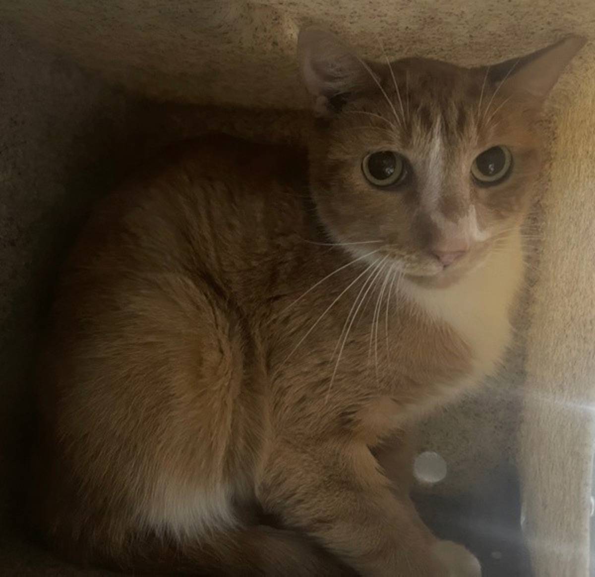 CRY BABY - Domestic Shorthair for adoption in Roanoke