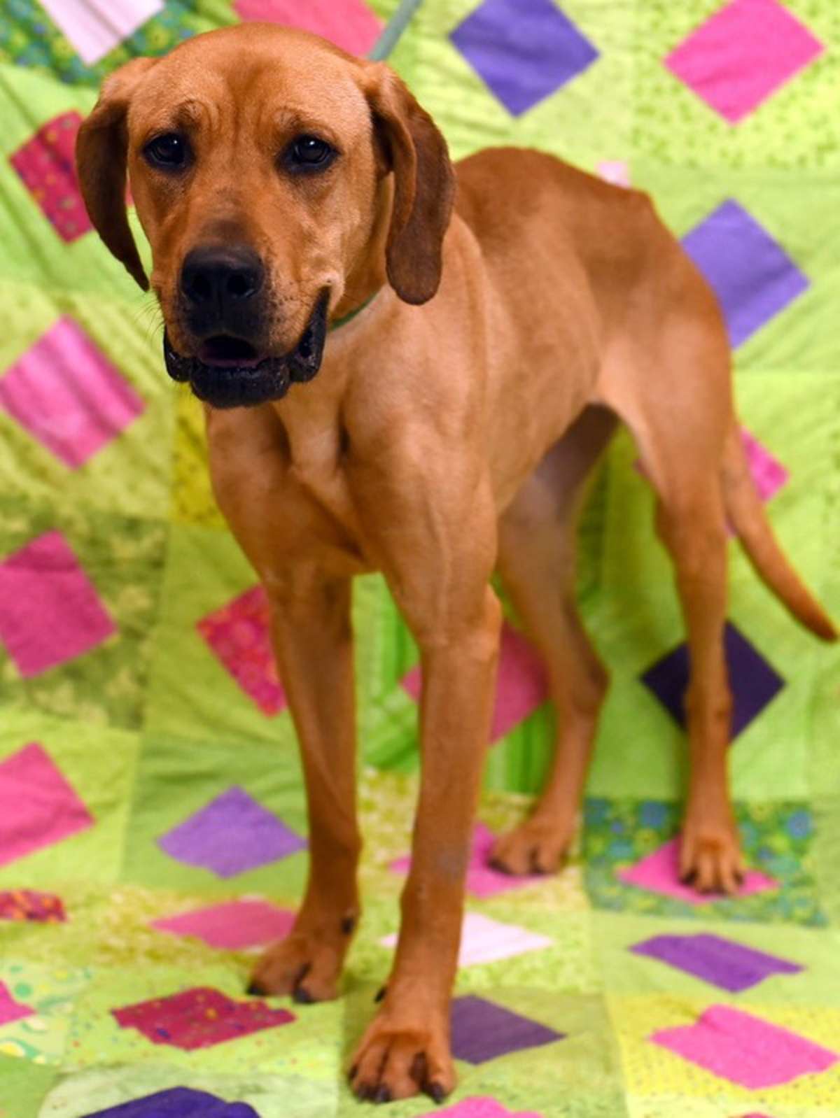 CORAL REEF - Hound (Unknown Type) available for adoption