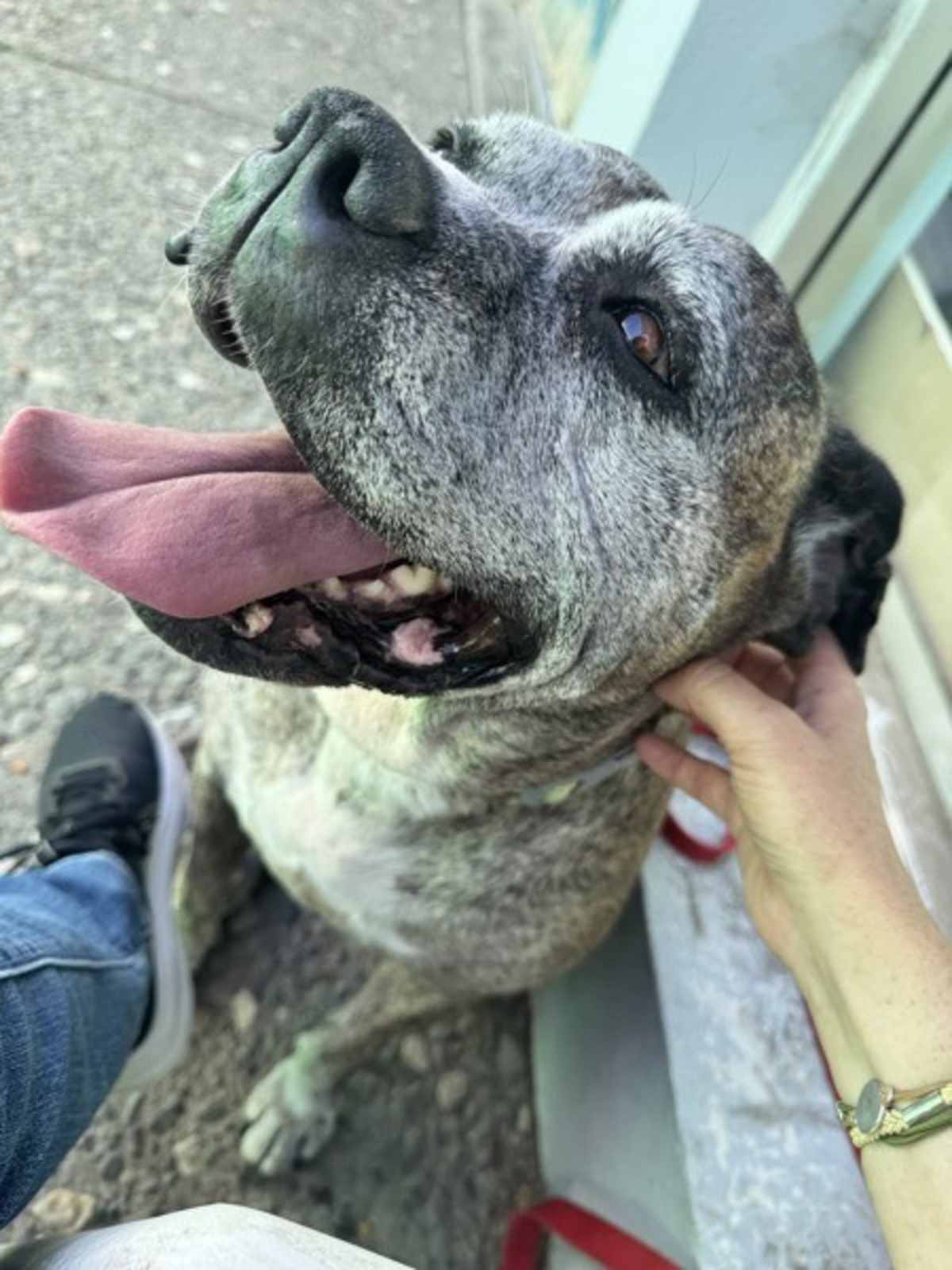 BIG MAMA - Boxer available for adoption