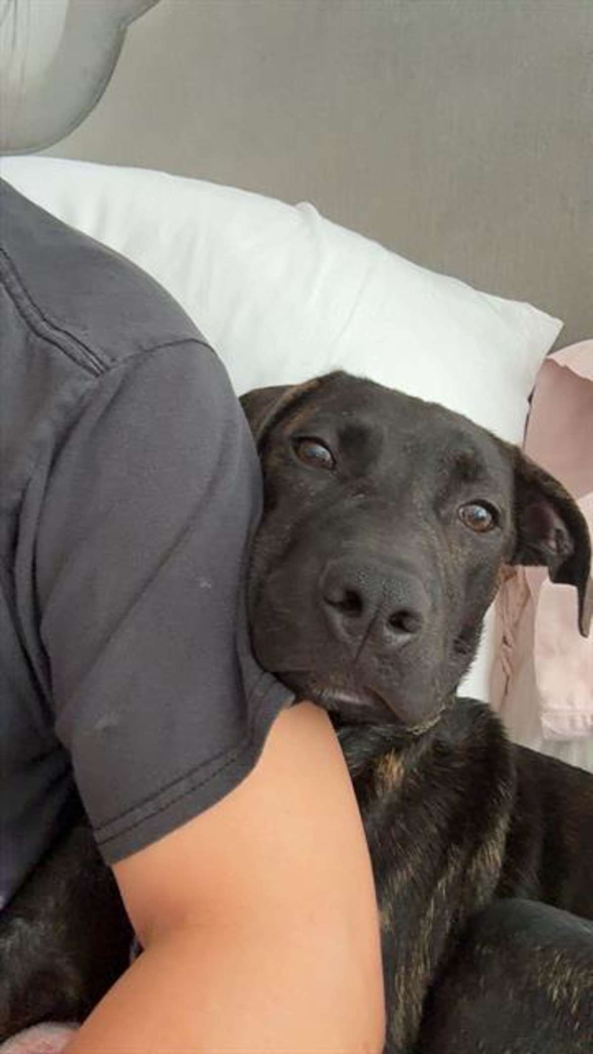 BEAR - Mixed Breed (Medium) available for adoption